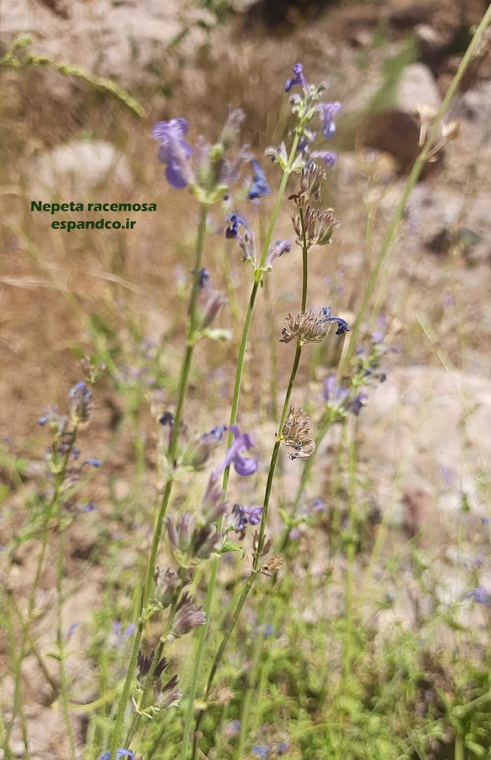  پونه آسای البرزی 